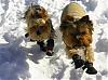 How do yorkies do in the snow? Pics Please-snowyorkies.jpg