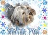 How do yorkies do in the snow? Pics Please-winter-fun-312-x-228-.jpg