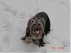 How do yorkies do in the snow? Pics Please-album-7-372-320-x-240-.jpg