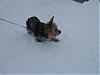 How do yorkies do in the snow? Pics Please-img_0177.jpg