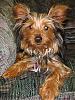 Good stuffed toy for Yorkies????-moller1.jpg