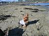 Top Ten Yorkie Friendly Beaches-123.jpg