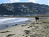 Top Ten Yorkie Friendly Beaches-lovely-day-lyall-bay-beach.jpg