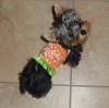 Dressing Up Dogs-tinkerhawaii.jpg