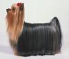 Yorkshire Terrier Yorkie Frequently Asked Questions [FAQ]-akc-color.jpg