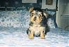 Chi-Doxy-Yorkie puppy-littleboy1.jpg