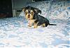 Chi-Doxy-Yorkie puppy-littleboy2.jpg