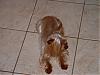 Solid Blonde Yorkie-maggie-16-months-004.jpg