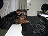 Does your Yorkie surf the Net i caught mine on yorkietalk.com-rocky-internet-3.jpg