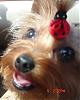 Making a Yorkie Wallpaper.. submit your pictures!-smiling2-6-4.jpg