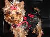 Making a Yorkie Wallpaper.. submit your pictures!-dsc00753.jpg