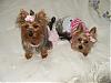 Making a Yorkie Wallpaper.. submit your pictures!-chelschan-opbed-1.jpg