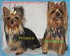 Making a Yorkie Wallpaper.. submit your pictures!-wallpaper-6-06.jpg