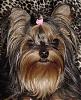 Making a Yorkie Wallpaper.. submit your pictures!-.jpg