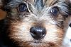 Making a Yorkie Wallpaper.. submit your pictures!-100_0773.jpg