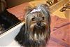 Making a Yorkie Wallpaper.. submit your pictures!-calibowamanda-001-600-x-401-800-x-535-.jpg