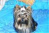 Making a Yorkie Wallpaper.. submit your pictures!-cali518-005-600-x-401-800-x-535-.jpg