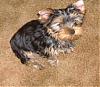 Making a Yorkie Wallpaper.. submit your pictures!-m1.jpg