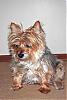 Making a Yorkie Wallpaper.. submit your pictures!-img_7616_edited-2.jpg