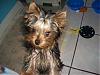 Making a Yorkie Wallpaper.. submit your pictures!-40.jpg