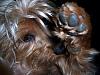 Making a Yorkie Wallpaper.. submit your pictures!-having-fun4.jpg