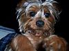 Making a Yorkie Wallpaper.. submit your pictures!-having-fun-2.jpg