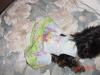 Dressing Up Dogs-dsc00031.jpg