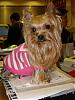 Making a Yorkie Wallpaper.. submit your pictures!-small-office.jpg