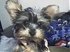 Making a Yorkie Wallpaper.. submit your pictures!-hershey.jpg