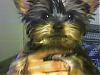Making a Yorkie Wallpaper.. submit your pictures!-woshey.jpg