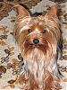Making a Yorkie Wallpaper.. submit your pictures!-adorablewee.jpg