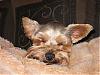 Making a Yorkie Wallpaper.. submit your pictures!-zenpuppy.jpg