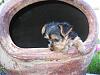 Making a Yorkie Wallpaper.. submit your pictures!-img_0087-1.jpg