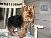 Making a Yorkie Wallpaper.. submit your pictures!-austin.jpg