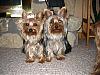 Making a Yorkie Wallpaper.. submit your pictures!-m-l.jpg