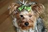 Making a Yorkie Wallpaper.. submit your pictures!-junemini-016-medium-.jpg