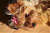 Making a Yorkie Wallpaper.. submit your pictures!-junemini-152-medium-.jpg