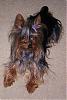 Making a Yorkie Wallpaper.. submit your pictures!-rick6.jpg