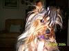 Making a Yorkie Wallpaper.. submit your pictures!-kay3.jpg