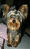 Making a Yorkie Wallpaper.. submit your pictures!-img_1964.jpg