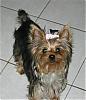 Making a Yorkie Wallpaper.. submit your pictures!-img_1855.jpg