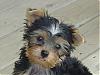 Making a Yorkie Wallpaper.. submit your pictures!-savannah-tongue-11wks.jpg