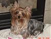 Making a Yorkie Wallpaper.. submit your pictures!-sophie-fireplace.bmp.jpg