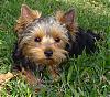 Making a Yorkie Wallpaper.. submit your pictures!-040506-004.jpg