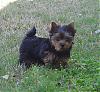 Making a Yorkie Wallpaper.. submit your pictures!-babies8-0012.jpg