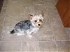 My poor dog was shaved - pics and questions inside-matthiashandsome.jpg