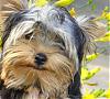 Making a Yorkie Wallpaper.. submit your pictures!-jill1062206.jpg