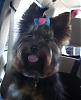 Making a Yorkie Wallpaper.. submit your pictures!-schatzi-wallpaper.jpg
