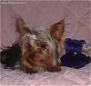 My Aunt is Getting a Yorkie Tomorrow!-zoie1.jpeg