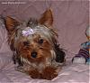 My Aunt is Getting a Yorkie Tomorrow!-zoie2.jpeg